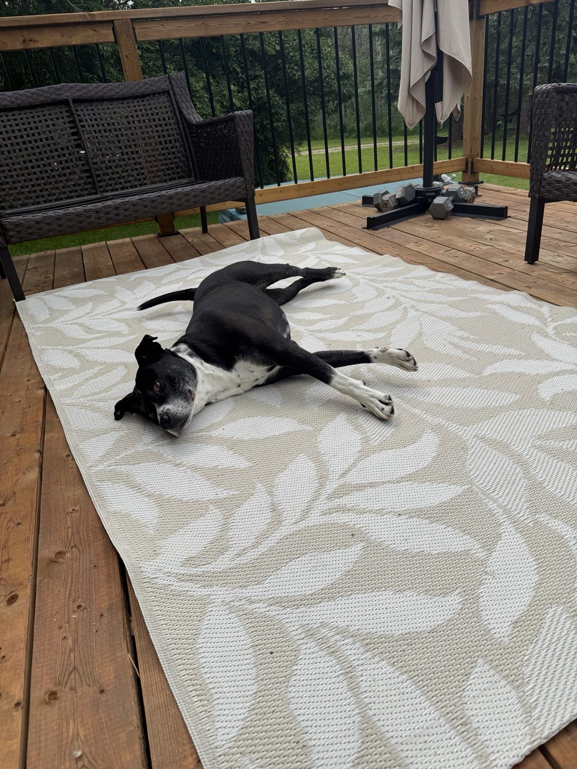 Tuckie sprawled dramatically across an outdoor rug on a covered deck, looking toward the camera.