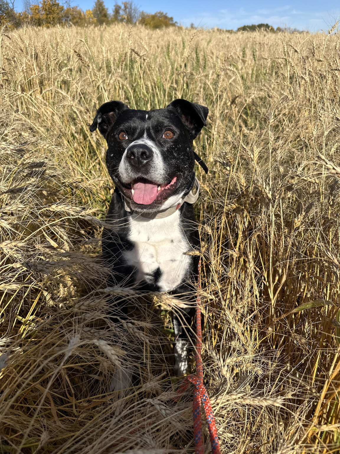 Tuckie standing in a golden wheat field under blue sky, ears up and tongue out.