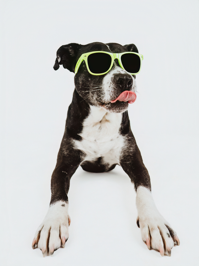 Studio portrait of Tuckie wearing green sunglasses against a white background, tongue out.