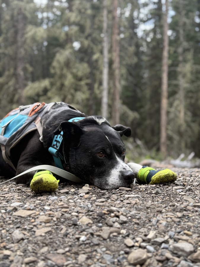 Tuckie lying flat on a gravel trail, worn out from hiking, wearing a backpack and yellow dog boots.