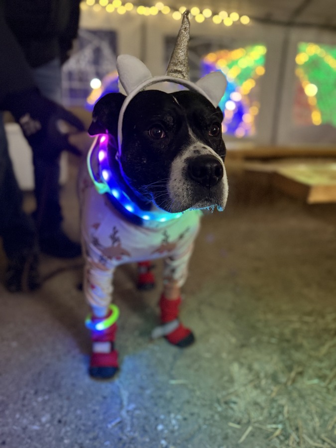 Tuckie wearing a glowing LED collar and a unicorn horn headband at a Christmas lights display.
